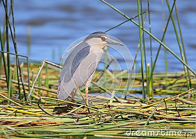 Black-crowned Night Heron Stock Photo