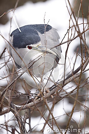 Black-crowned night heron Stock Photo