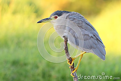 Black-crowned Night Heron Stock Photo