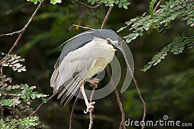 Black-crowned night heron Stock Photo