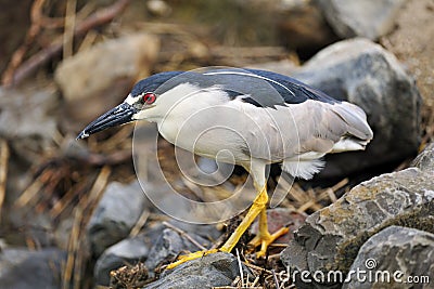 Black-crowned Night Heron Stock Photo