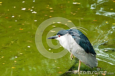 Black-crowned Night Heron Stock Photo