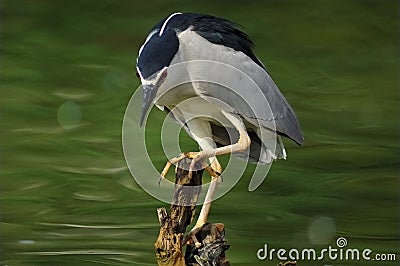 Black-Crowned Night Heron Stock Photo