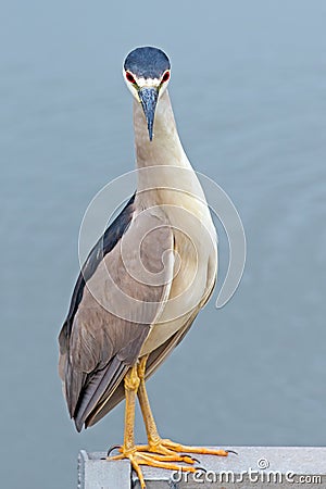 Black-crowned Night Heron Stock Photo