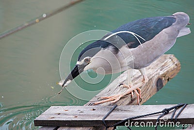 Black-crowned night heron Stock Photo