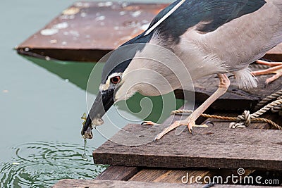 Black-crowned night heron Stock Photo