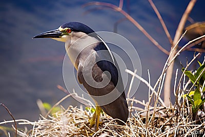 Black crowned night heron Stock Photo