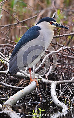 Danube Delta Black crowned night heron Stock Photo