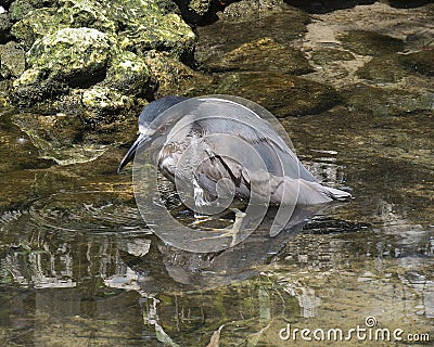 Black crowned Night-heron stock photo. Image. Picture. Photos. Bathing in water with moss background rocks. Bird reflection Stock Photo