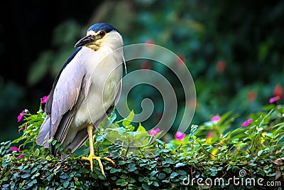 Black-crowned night heron bird Nycticorax nycticorax full body portrait. Stock Photo