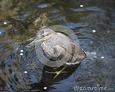 Black crowned Night-heron bird stock photos. Image. Picture. Portrait. Juvenile bird. Bathing in water. Water background Stock Photo