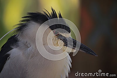 Black-Crowned Night Heron Stock Photo