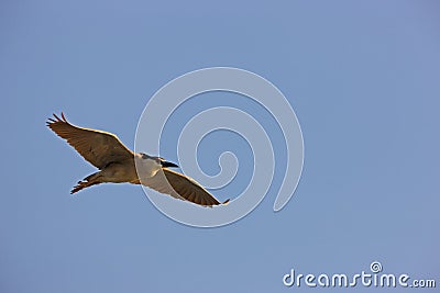 Black-crowned Night-Heron in flight Stock Photo