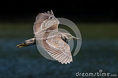 Black-Crowned Night-Heron in Flight Stock Photo