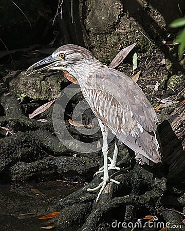 Black crowned Night-heron bird stock photos. Image. Picture. Portrait. Juvenile bird. Standing on moss branch by water. Looking to Stock Photo