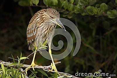 Black-crowned night heron juvenile Stock Photo