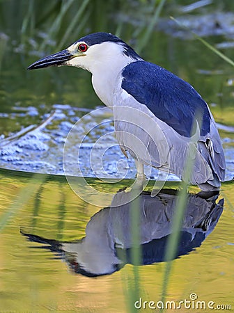 Black-Crowned Night-Heron with nice reflection and green background Stock Photo