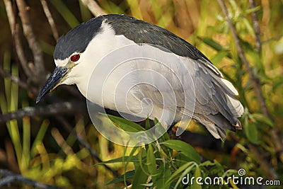 Black-crowned night heron Stock Photo