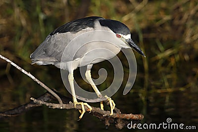 Black-crowned night heron Stock Photo