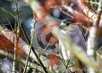 Black-crowned Night Heron (Nycticorax nycticorax) Outdoors Stock Photo
