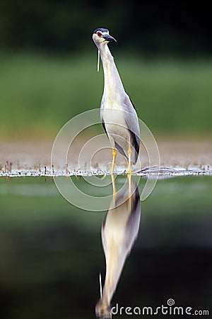 The black-crowned night heron ,Nycticorax nycticorax, watching for fish in shallow water.Heron with reflection in water Stock Photo