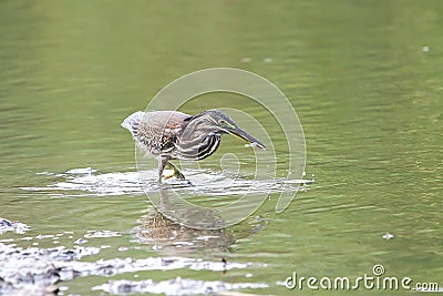 Black crowned night heron is eating a fish Stock Photo