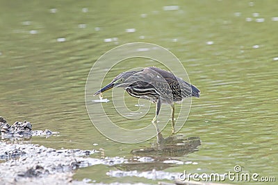 Black crowned night heron caught a fish Stock Photo