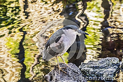 Black Crowned Night Heron Reflection Waikiki Honolulu Hawaii Stock Photo