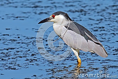 Black-crowned Night Heron Stock Photo