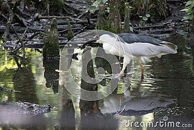 Black-crowned night heron walking in water with reflection Stock Photo