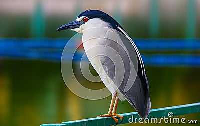 Black crowned night heron with the white plumes Stock Photo