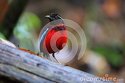 Black-crowned pitta Stock Photo