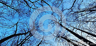 Black crowns of trees against a blue sky, photo bottom view of bare trees in a forest in early spring Stock Photo