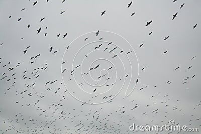 Black crows flying in the cloudy sky Stock Photo