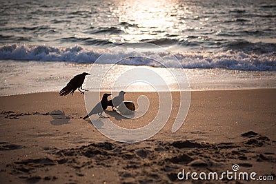 Black crows play with coconut on the sandy shore of the Indian ocean. Stock Photo