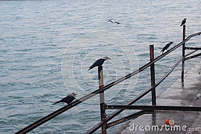 Black crows sitting on the pole near ganga river in Haridwar India Stock Photo