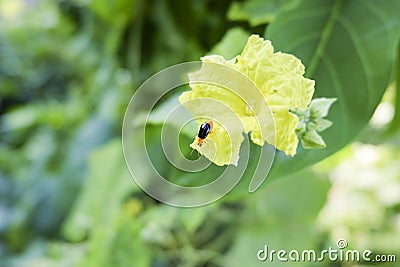 Black cucurbit beetle on the flower Stock Photo