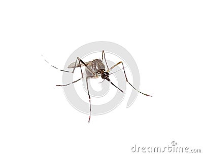 black culex mosquito Stock Photo