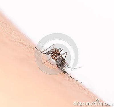 black culex mosquito Stock Photo