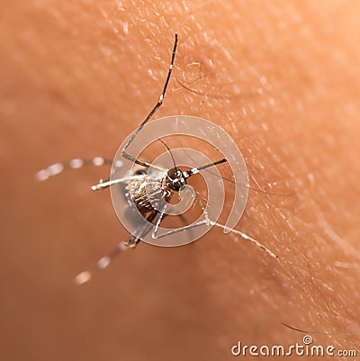 black culex mosquito Stock Photo