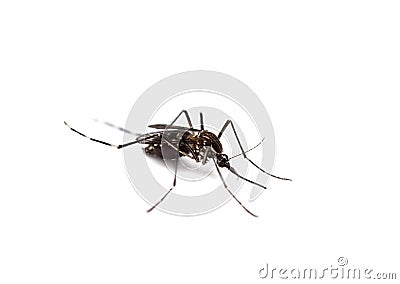 black culex mosquito isolated Stock Photo