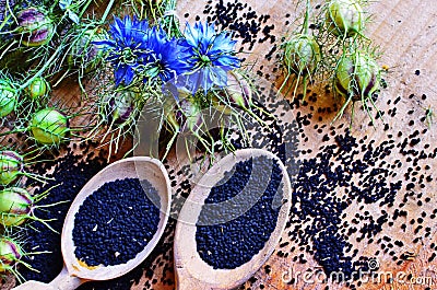 Black Cumin field , Nigella Sativa Stock Photo