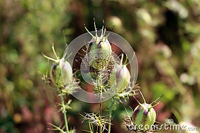 Black cumin or Nigella sativa flowering plants with inflated capsules composed of united follicles and finely divided linear Stock Photo