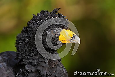 Black Curassow - Crax alector Stock Photo