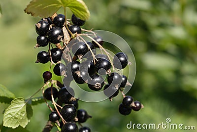 Black currant Stock Photo