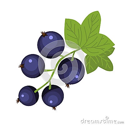 Black currant berry brunch hand drawn icon green leaves dark blue berries vector of rich vitamin food Vector Illustration