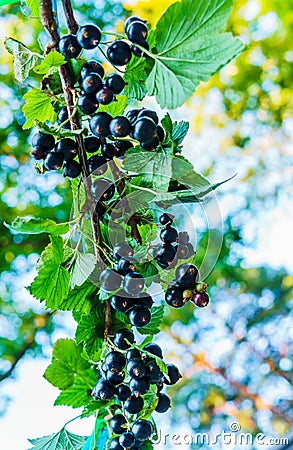 Black currant branch with berries in the garden Stock Photo