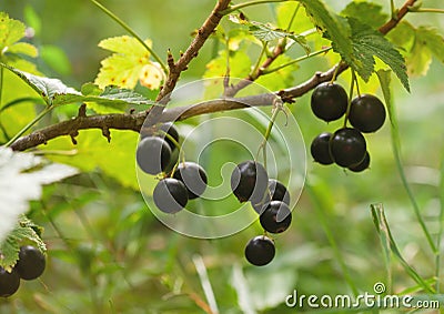 Black currant on a branch, horizontally Stock Photo
