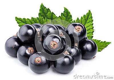 Black currant branch Stock Photo