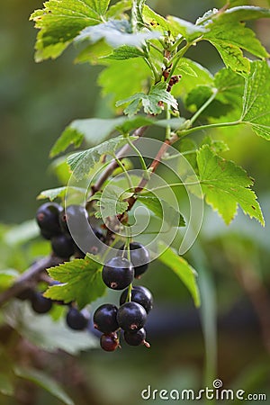 black currant on a branch Stock Photo